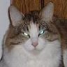 Undercat