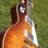 fadedsunburst59